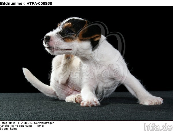 Parson Russell Terrier Welpe / parson russell terrier puppy / HTFA-006856