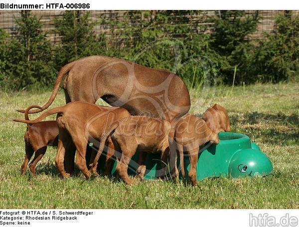 Rhodesian Ridgebacks / HTFA-006986