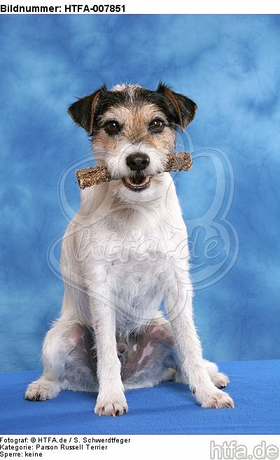 Parson Russell Terrier / HTFA-007851