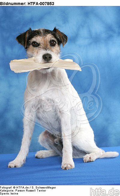 Parson Russell Terrier / HTFA-007853