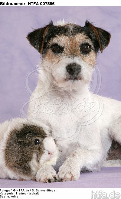 Parson Russell Terrier und Meerschwein / dog and guninea pig / HTFA-007886