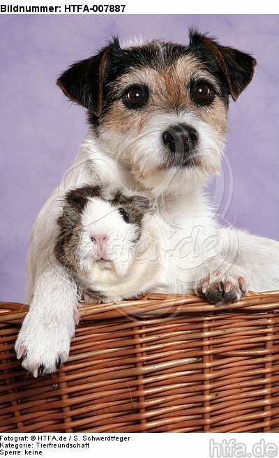 Parson Russell Terrier und Meerschwein / dog and guninea pig / HTFA-007887