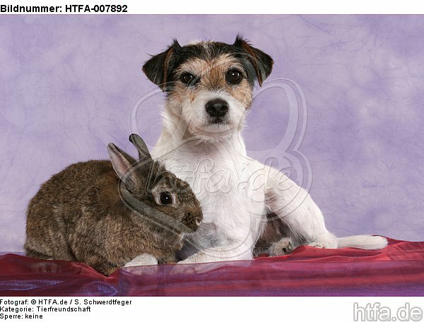 Parson Russell Terrier und Zwergkaninchen / dog and dwarf rabbit / HTFA-007892