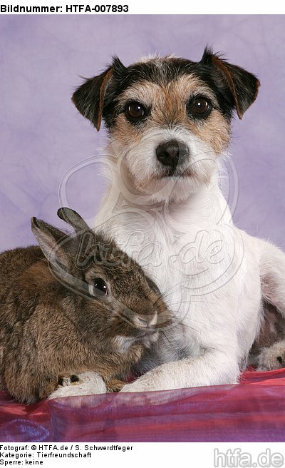 Parson Russell Terrier und Zwergkaninchen / dog and dwarf rabbit / HTFA-007893