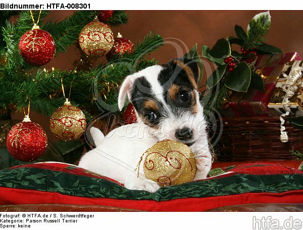 Parson Russell Terrier Welpe zu Weihnachten / PRT puppy at christmas / HTFA-008301