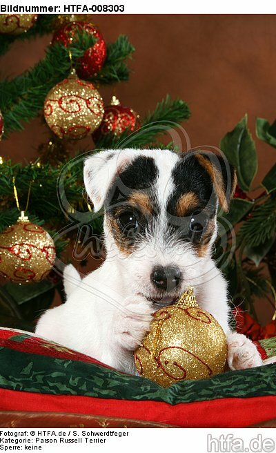 Parson Russell Terrier Welpe zu Weihnachten / PRT puppy at christmas / HTFA-008303