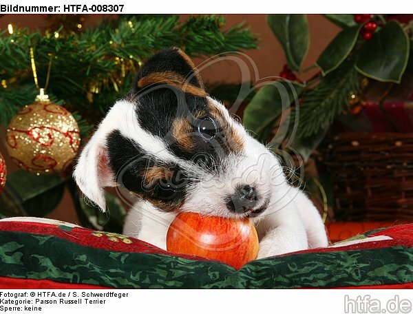 Parson Russell Terrier Welpe zu Weihnachten / PRT puppy at christmas / HTFA-008307