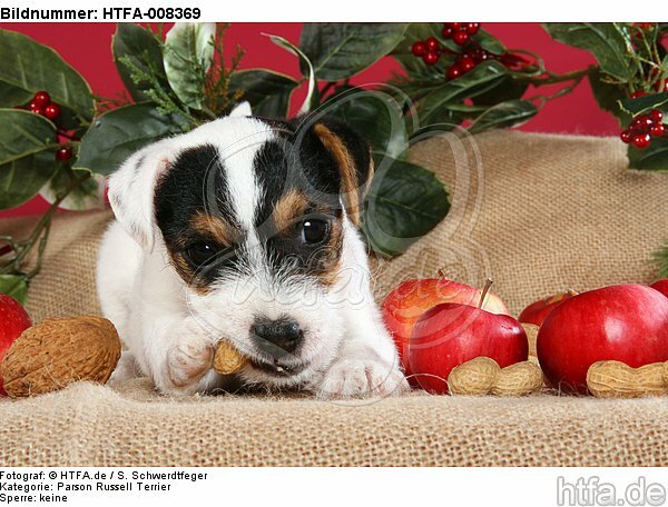 Parson Russell Terrier Welpe zu Weihnachten / PRT puppy at christmas / HTFA-008369