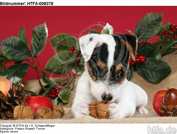 Parson Russell Terrier Welpe zu Weihnachten / PRT puppy at christmas / HTFA-008378