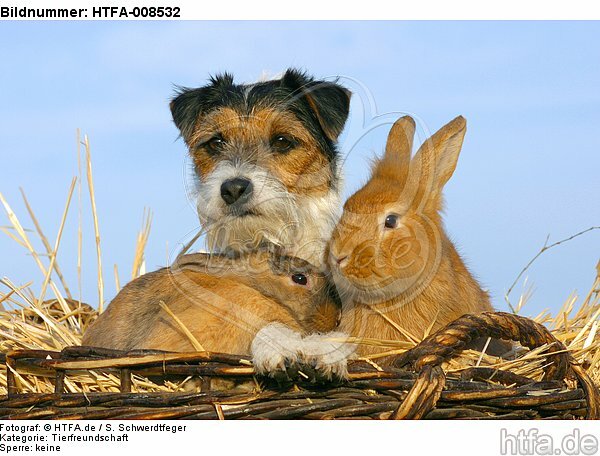 Parson Russell Terrier und Zwergkaninchen / prt and dwarf rabbits / HTFA-008532