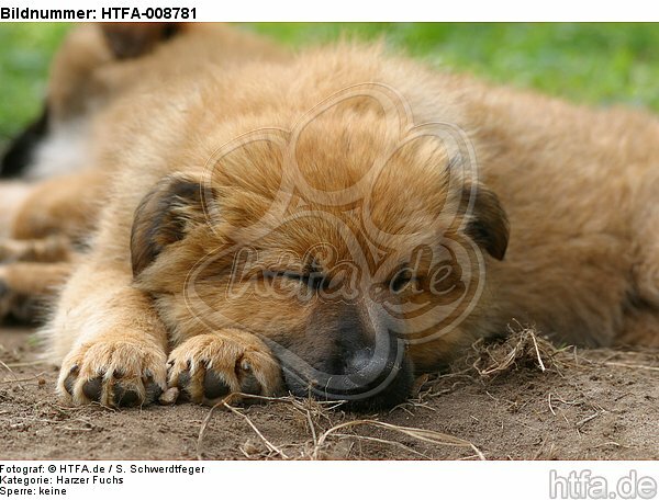 schlafender Harzer Fuchs Welpe / sleeping Harzer Fuchs puppy / HTFA-008781