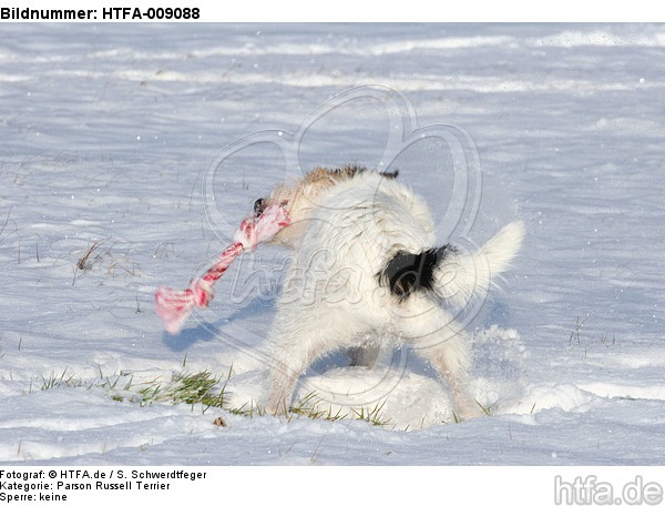 Parson Russell Terrier spielt im Schnee / PRT playing in snow / HTFA-009088