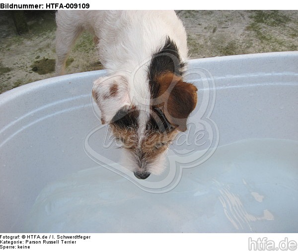 trinkender Parson Russell Terrier / drinking PRT / HTFA-009109