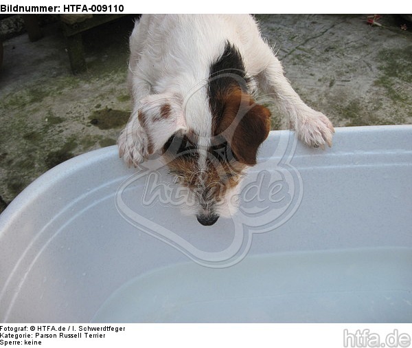 trinkender Parson Russell Terrier / drinking PRT / HTFA-009110