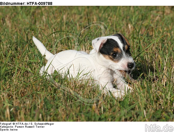Parson Russell Terrier Welpe knabbert Stöckchen / PRT puppy / HTFA-009788