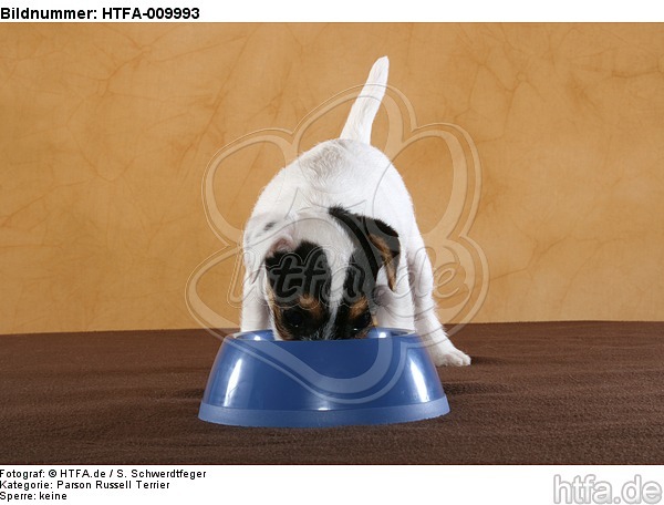 fressender Parson Russell Terrier Welpe / eating PRT puppy / HTFA-009993