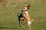 Labrador Retriever und Dobermann / Labrador Retriever und Doberman Pinscher