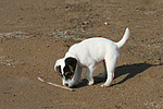 Parson Russell Terrier Welpe / parson russell terrier puppy