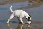 Parson Russell Terrier Welpe / parson russell terrier puppy