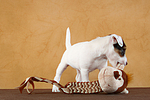 Parson Russell Terrier Welpe / PRT puppy