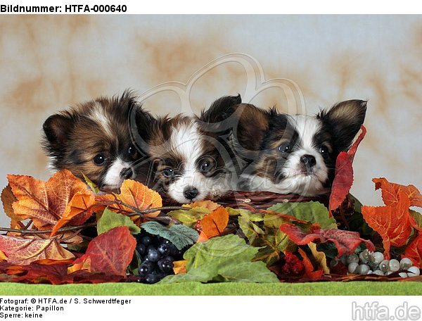 Papillon Welpen / papillon puppies / HTFA-000640