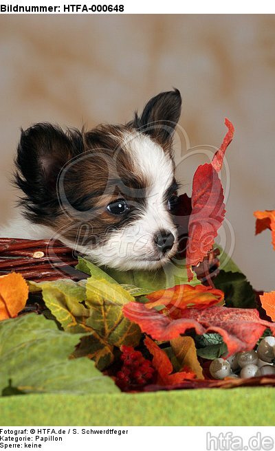 Papillon Welpe / papillon puppy / HTFA-000648