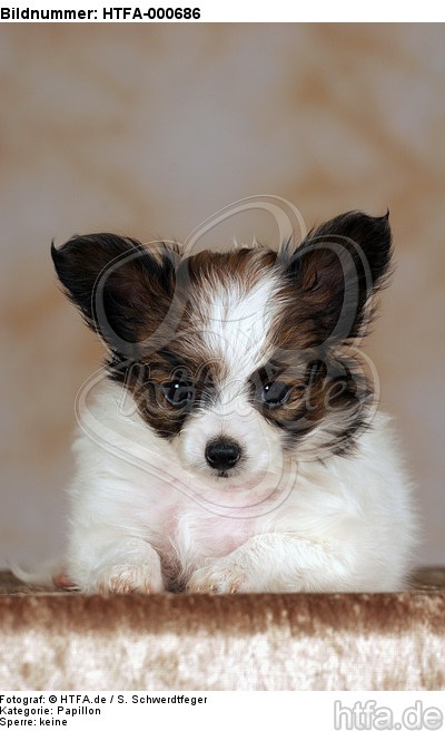 liegender Papillon Welpe / lying papillon puppy / HTFA-000686