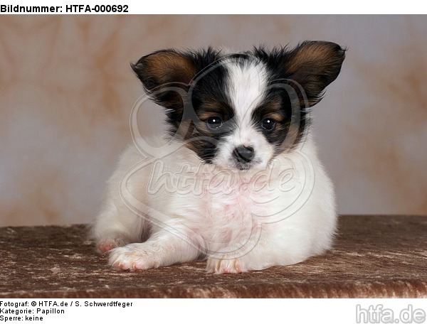 liegender Papillon Welpe / lying papillon puppy / HTFA-000692