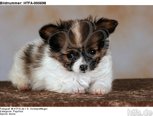 liegender Papillon Welpe / lying papillon puppy / HTFA-000698