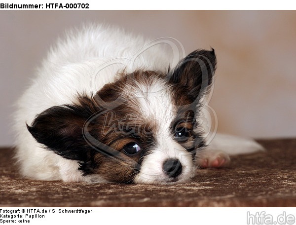 liegender Papillon Welpe / lying papillon puppy / HTFA-000702