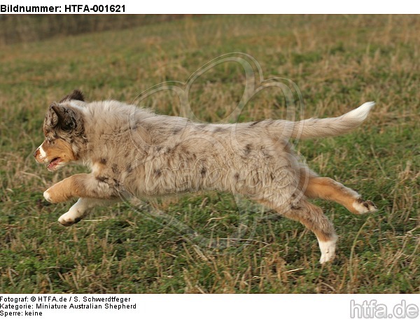 Miniature Australian Shepherd Welpe / miniature australian shepherd puppy / HTFA-001621