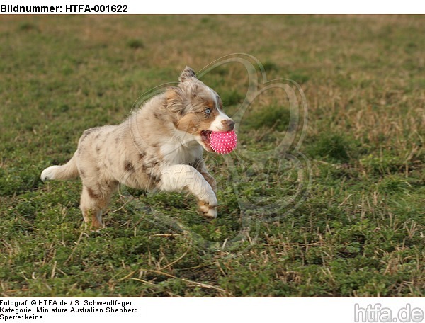 Miniature Australian Shepherd Welpe / miniature australian shepherd puppy / HTFA-001622