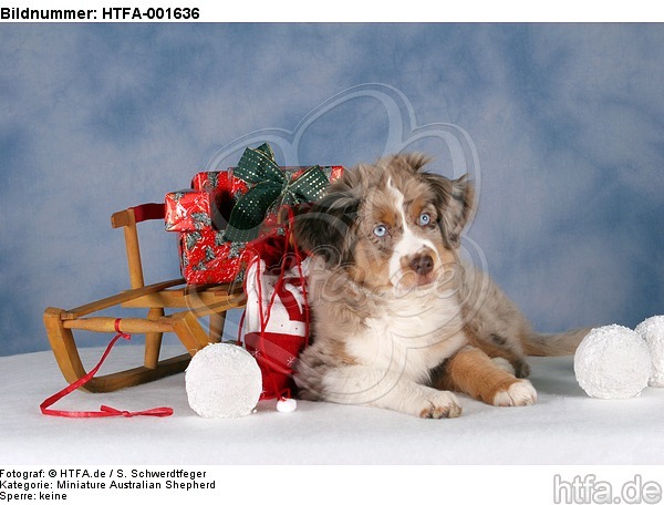 Miniature Australian Shepherd Welpe / miniature australian shepherd puppy / HTFA-001636