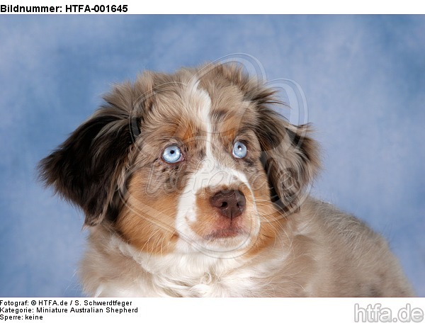 Miniature Australian Shepherd Welpe / miniature australian shepherd puppy / HTFA-001645