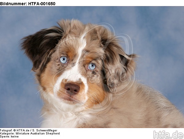 Miniature Australian Shepherd Welpe / miniature australian shepherd puppy / HTFA-001650