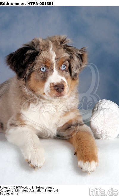 Miniature Australian Shepherd Welpe / miniature australian shepherd puppy / HTFA-001651