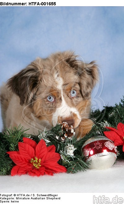 Miniature Australian Shepherd Welpe / miniature australian shepherd puppy / HTFA-001655