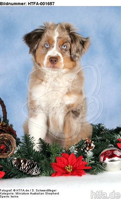 Miniature Australian Shepherd Welpe / miniature australian shepherd puppy / HTFA-001657