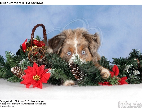 Miniature Australian Shepherd Welpe / miniature australian shepherd puppy / HTFA-001660