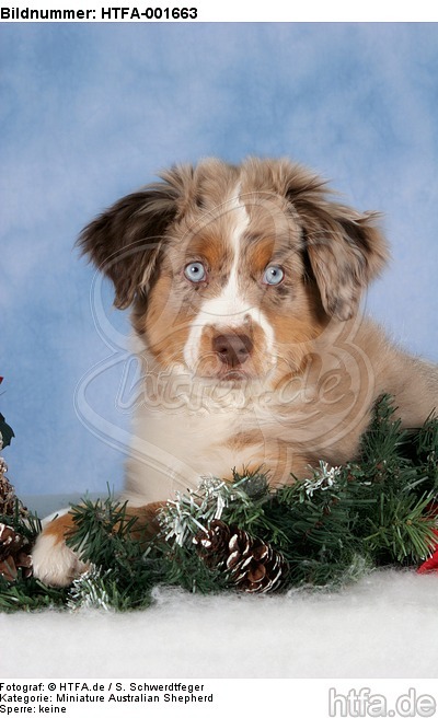 Miniature Australian Shepherd Welpe / miniature australian shepherd puppy / HTFA-001663