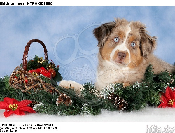 Miniature Australian Shepherd Welpe / miniature australian shepherd puppy / HTFA-001665