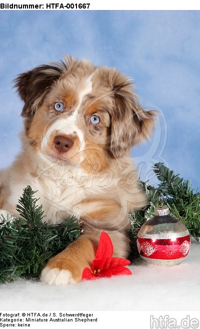 Miniature Australian Shepherd Welpe / miniature australian shepherd puppy / HTFA-001667