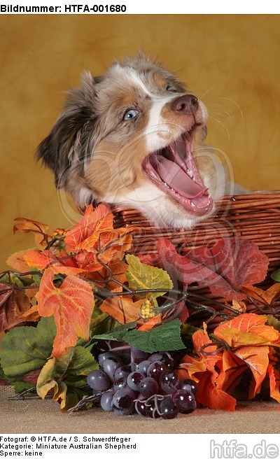 Miniature Australian Shepherd Welpe / miniature australian shepherd puppy / HTFA-001680