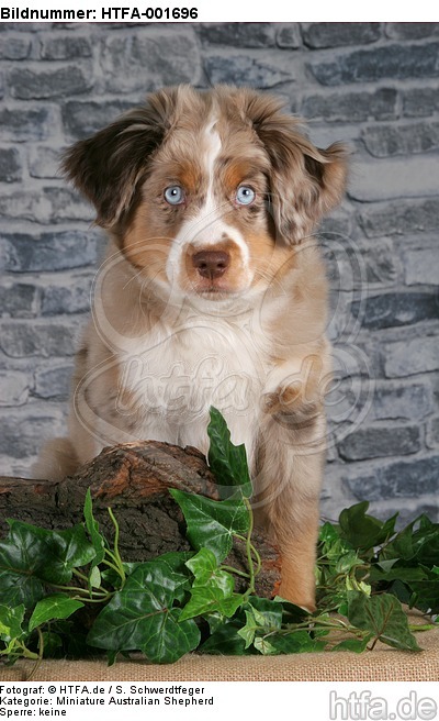 Miniature Australian Shepherd Welpe / miniature australian shepherd puppy / HTFA-001696