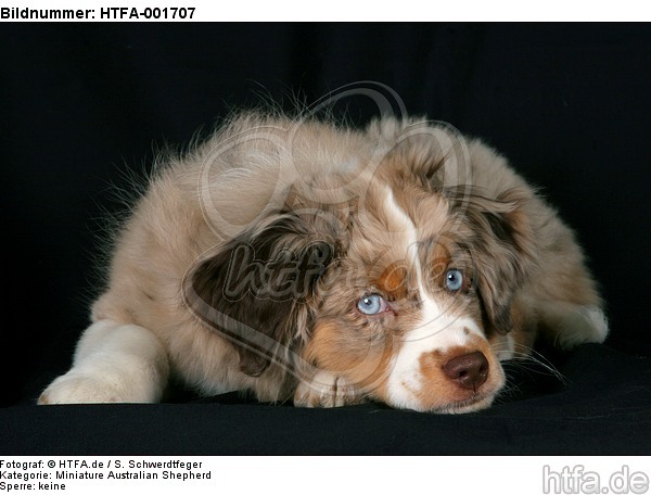 Miniature Australian Shepherd Welpe / miniature australian shepherd puppy / HTFA-001707