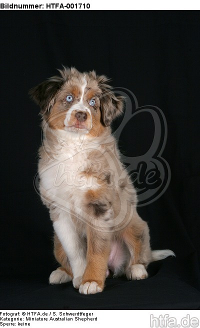 Miniature Australian Shepherd Welpe / miniature australian shepherd puppy / HTFA-001710