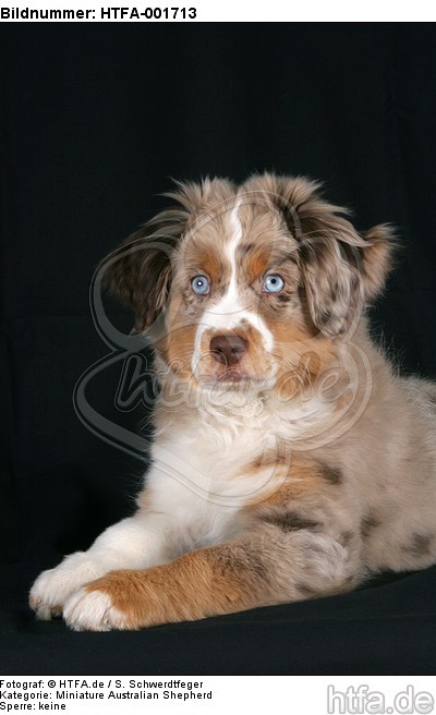 Miniature Australian Shepherd Welpe / miniature australian shepherd puppy / HTFA-001713