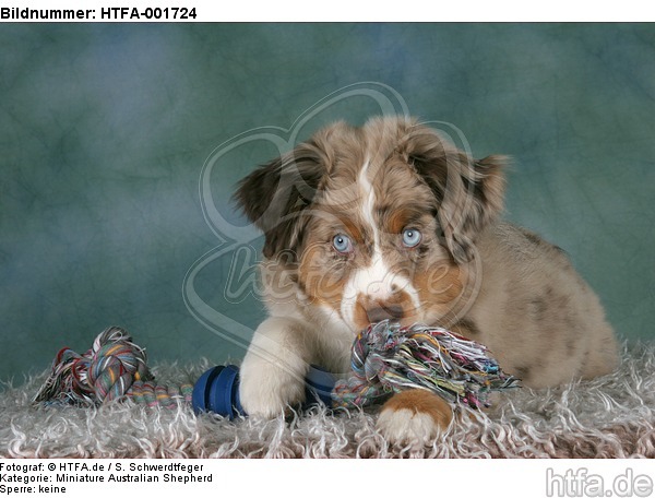 Miniature Australian Shepherd Welpe / miniature australian shepherd puppy / HTFA-001724