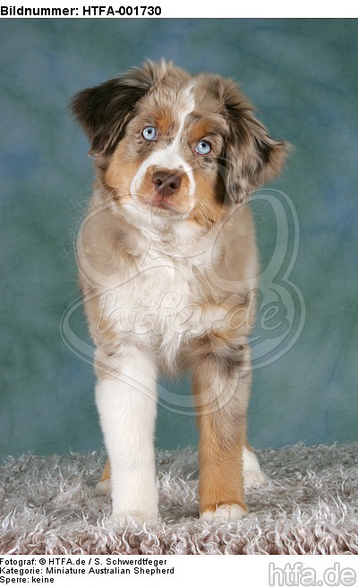 Miniature Australian Shepherd Welpe / miniature australian shepherd puppy / HTFA-001730