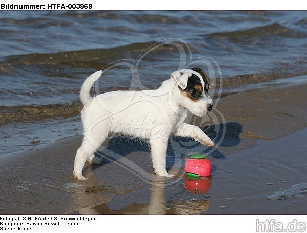 Parson Russell Terrier Welpe / parson russell terrier puppy / HTFA-003969